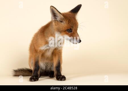 Volpe rossa (Vulpes vulpes), giovane animale, seduta, guardando al lato, in cattività, 8 settimane, studio di registrazione, Austria Foto Stock