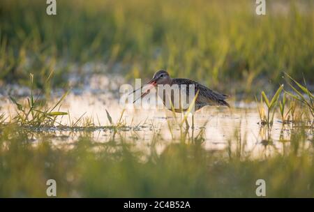 godwit dalla coda nera (Limosa limosa), in piedi sul prato bagnato, chiamando, brughiera di buoi a Duemmer See, Germania Foto Stock