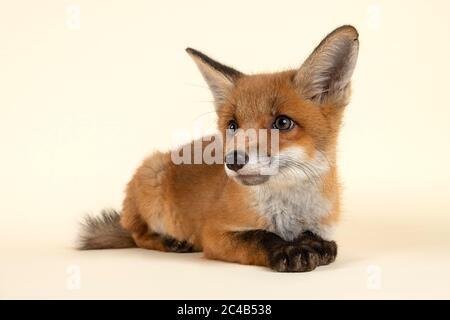 Volpe rossa (Vulpes vulpes), giovane animale, sdraiato, guardando al lato, in cattività, 8 settimane, studio di registrazione, Austria Foto Stock