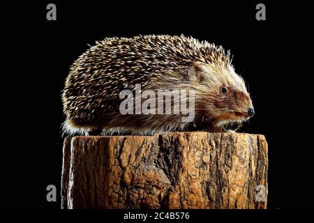 Preparazione animale hedgehog, hedgehog europeo (Erinaceus europaeus), Germania Foto Stock