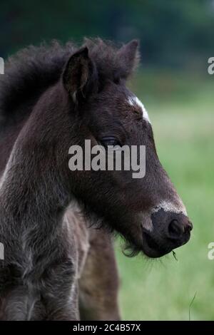 Cavallo islandese (Equus islandicus), foal, bambino animale, bassa Sassonia, Germania Foto Stock