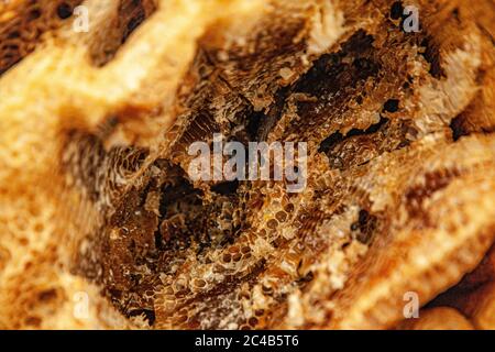 Alveare nero con miele all'interno Foto Stock