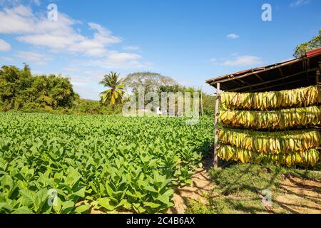 Tabacco coltivato (Nicotiana tabacum), foglie di tabacco appese ad asciugare e piantagione di tabacco alle spalle, provincia di Pinar del Rio, Cuba Foto Stock