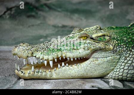 Coccodrillo bianco d'acqua salata, anche (Crocodylus porosus), albino, mossi, con bocca aperta, ritratto animale, prigioniero, Germania Foto Stock