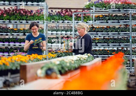 I giardinieri del settore orticolo preparano le piante in vaso in vendita, Kempen, Niederrhein, Renania settentrionale-Vestfalia, Germania Foto Stock