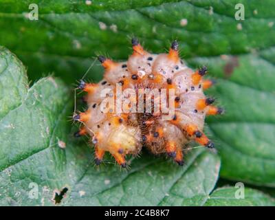 stestoon meridionale caterpillar, Zerynthia polyxena Foto Stock