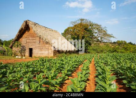 Tabacco coltivato (Nicotiana tabacum), piantagione di tabacco e fienile per asciugare foglie di tabacco, Valle dei Vinales, Cuba Foto Stock
