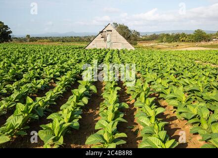 Tabacco coltivato (Nicotiana tabacum), piantagione e fienile per asciugare foglie di tabacco, vicino Pinar del Rio, Cuba Foto Stock