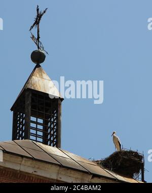 Cicogne occupate (Ciconia ciconia) Nest sul tetto Alcala de Henares Madrid Spagna Foto Stock