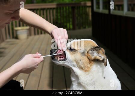 Cane DNA test guancia swabbing Foto Stock