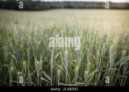 Dettagli con piante di grano giovani su un campo. Foto Stock