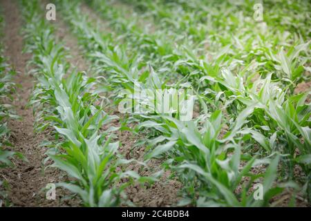 Dettagli con piante di mais giovani su un campo. Foto Stock