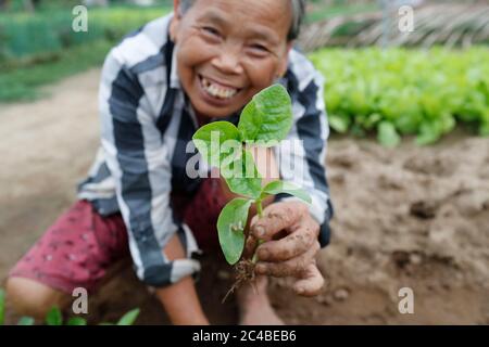 Donna vietnamita che pianta piantine Foto Stock