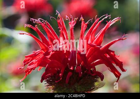 una macro di dettaglio di un fiore rosso brillante di monarda in piena fioritura, chiamato anche balsamo o caverna d'api, originario del nord america Foto Stock