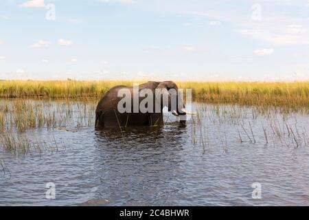 Un elefante maturo con le zanne che guastano attraverso l'acqua e le canne. Foto Stock