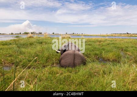 Un elefante maturo con le zanne che guastano attraverso l'acqua e le canne. Foto Stock