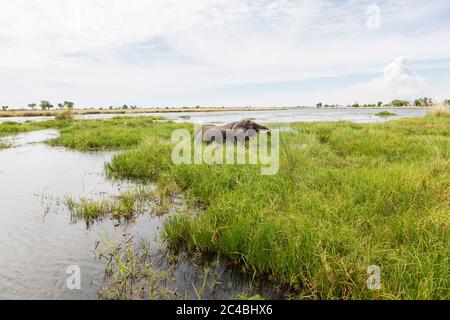 Un elefante maturo con le zanne che guastano attraverso l'acqua e le canne. Foto Stock