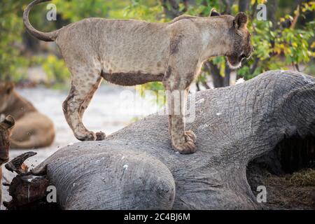 Un leone femminile che si trova su una carcassa di elefante morto. Foto Stock