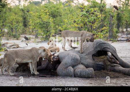 Un orgoglio di leoni femminili che si nutrono su una carcassa di elefante morto. Foto Stock