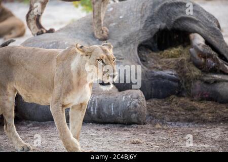 Un leone femminile maturo da una carcassa di elefante morto. Foto Stock