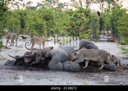 Un orgoglio di leoni femminili che si nutrono su una carcassa di elefante morto. Foto Stock