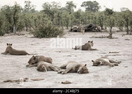 Un orgoglio dei leoni che riposano dopo aver nutrito un elefante morto. Foto Stock