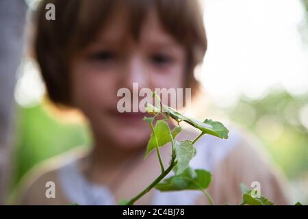 Un ragazzo di cinque anni che guarda da vicino un mantis in preghiera su una foglia. Foto Stock