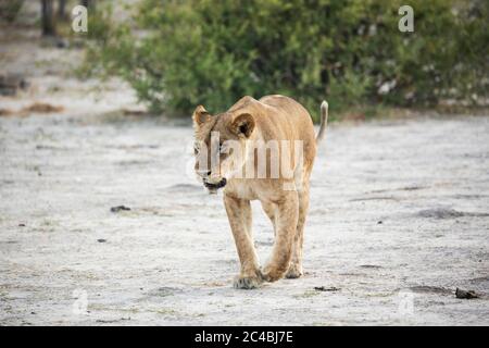 Un leone femminile adulto. Foto Stock