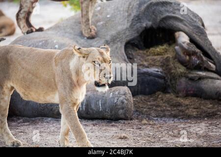 Un leone femminile maturo da una carcassa di elefante morto. Foto Stock