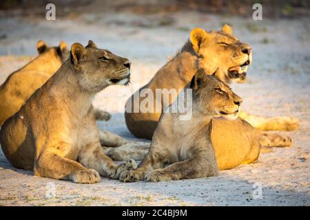Un orgoglio di leoni femminili che giacciono riposanti al tramonto, uno che sbadia. Foto Stock