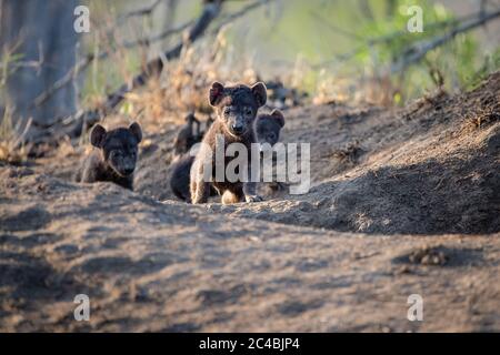 Iena cuccioli, Crocuta croccuta, uscire dal loro sito den, orecchie perk in su alla luce del sole Foto Stock