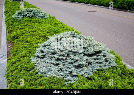 Un thuja sempreverde con alberi di pino in una giornata estiva soleggiata è piantato in una fila lungo una strada asfaltata. Foto Stock