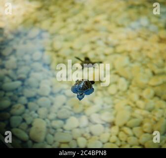 Baby tartarughe marine nuotare in una piscina, Brasile Foto Stock