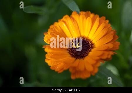 Fiore di arancio con gocce di marigold comune (Calendula officinalis) della famiglia Daisy, piante commestibili da giardino e erbe medicinali per cosmetici Foto Stock