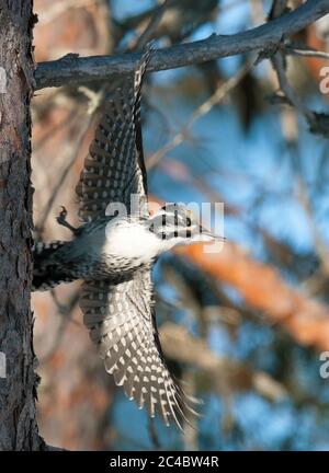 Picchio a tre punte (Picoides tridactylus tridactylus, Picoides tridactylus), decollo di maschio da un pino, Finlandia, Lapponia, Luosto Foto Stock