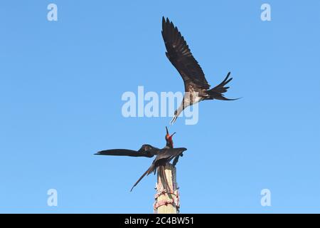 Magnifico uccello fregata (Fregata magnificens), femmina che attacca maschio su un palo, Costa Rica Foto Stock