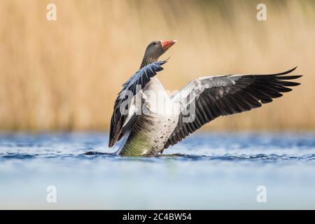 Grylag Goose (Anser anser), flapping ali in acqua, Paesi Bassi, Drenthe Foto Stock