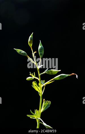 corydalis a tubi solidi, uccello in un Bush, fumewart (Corydalis solida, Corydalis bulbosa, Fumaria bulbosa), infruttescenza su sfondo nero, Paesi Bassi, Frisia Foto Stock