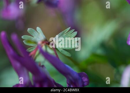 corydalis a tuberi solidi, uccello in un Bush, fumewart (Corydalis solida, Corydalis bulbosa, Fumaria bulbosa), bratti, Paesi Bassi, Drenthe Foto Stock