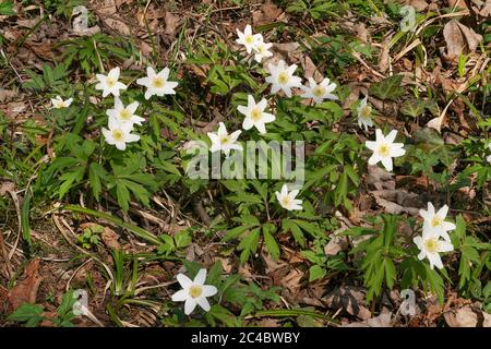 Legno (anemone Anemone nemorosa ,), fioritura, in Germania, in Baviera, Alta Baviera, Baviera superiore Foto Stock