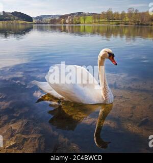 Mute Swan (Cygnus olor), nuoto sul lago di stoccaggio Listertalsperre, Germania, Nord Reno-Westfalia, Sauerland, Drolshagen Foto Stock