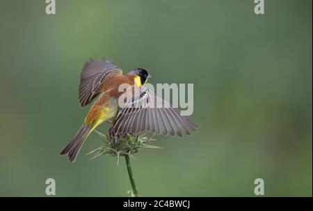 Conigliatura a testa nera (Emberiza melanocephala), maschio adulto, ali sparse su un fiore di cardo, Georgia, Monastero di David Gareja Foto Stock