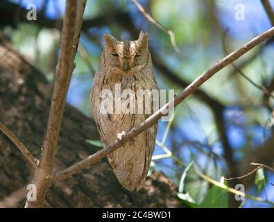 Pallido scrops gufo (Otus brucei), arrostendo su un ramo su un albero, vista frontale, Turchia, Birecik Foto Stock