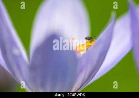 Croco d'autunno, crocus speciosus di Bieberstein, particolare del fiore, fokus su stigmae con mosca, Paesi Bassi Foto Stock