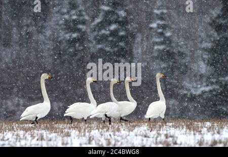 whooper cigno (Cygnus cygnus), cinque Swan di Wooper adulti che camminano sul campo durante la nevicata in inverno, Finlandia, Pirkanmaa, Kauniainen Foto Stock