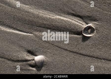 Scarafaggio comune, scarafaggio comune europeo, scarafaggio commestibile (Cardium edule, Cerastoderma edule), sulla spiaggia, Paesi Bassi, Texel Foto Stock