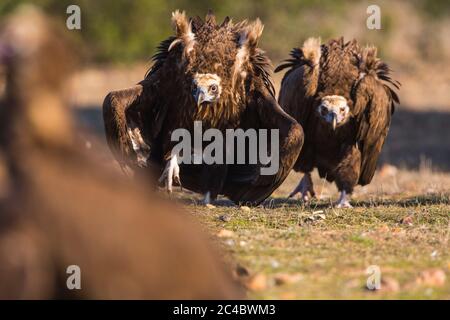 Avvoltoio cinereo (Egypio monachus), Adulti in posizione di difesa con ali sollevate, Spagna, Estremadura, Caceres Foto Stock