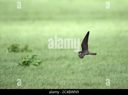 Hobby settentrionale (Falco subbuteo), uccello giovane in volo su un prato, vista laterale, Paesi Bassi Foto Stock