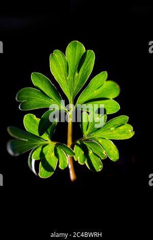 corydalis a tubi solidi, uccello in un Bush, fumewart (Corydalis solida, Corydalis bulbosa, Fumaria bulbosa), foglia in controluce contro sfondo nero, Paesi Bassi, Drenthe Foto Stock