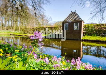 corydalis a tubi solidi, uccello in un Bush, fumewart (Corydalis solida, Corydalis bulbosa, Fumaria bulbosa), fiorente in un castello fossato, Paesi Bassi, Groningen, Menkemaborg, Uithuizen Foto Stock